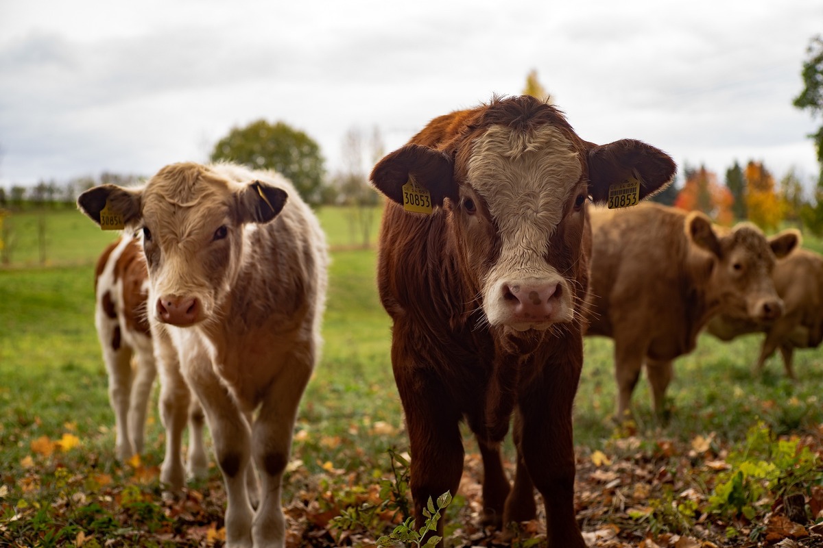 Tiere auf dem KapfHof, Bad Dürrheim Tiere auf dem KapfHof, Bad Dürrheim